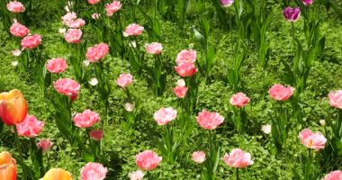 Pembe laleler bir bahar parkındaki çiçek tarhında çiçek açar..