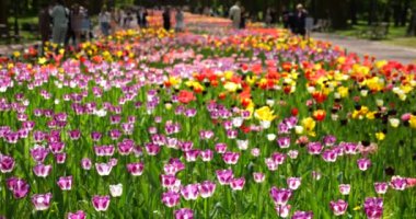 Bahar parkının merkez sokağında çok renkli laleler var: mor ve beyaz, sarı ve kırmızı laleler..