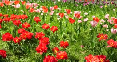 Bahar parkında çok renkli lalelerden oluşan bir çiçek tarhı..