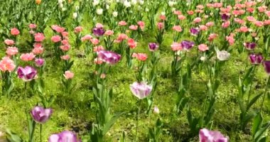 Bir bahar parkında çok renkli parlak lalelerden oluşan bir çiçek tarhı (mor, pembe, beyaz).