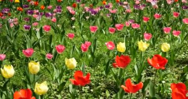 Bahar parkında çok renkli lalelerden oluşan bir çiçek tarhı..