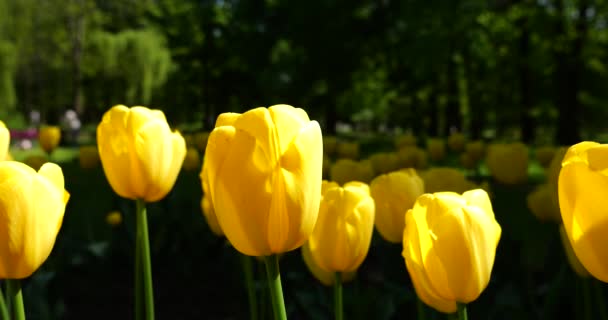 Gele Tulpen Bloeien Het Groene Gazon Van Het Voorjaarspark — Stockvideo