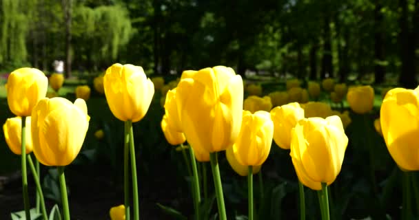 春の公園の緑の芝生に黄色のチューリップが咲きます — ストック動画