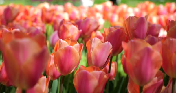 Romige Roze Tulpen Bloeien Het Groene Gazon Van Het Voorjaarspark — Stockvideo