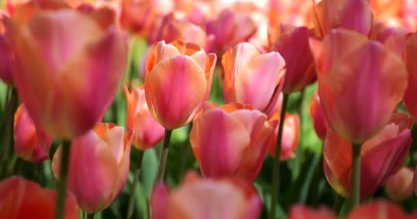 Krémové Růžové Tulipány Kvetou Zeleném Trávníku Jarního Parku — Stock video