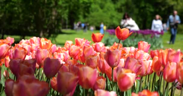 春の公園の緑の芝生にクリーム色のピンクのチューリップが咲きます — ストック動画
