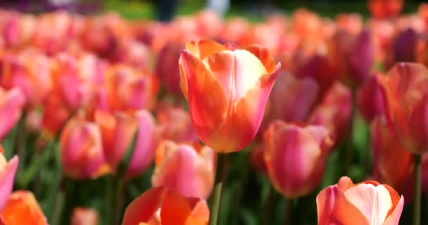 春天公园的绿草上绽放着乳白色的粉红郁金香 — 图库视频影像