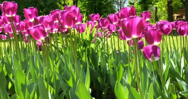 春の公園の緑の芝生に紫色のチューリップが咲きます — ストック動画
