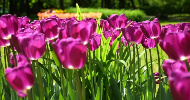 Los Tulipanes Púrpuras Florecen Césped Verde Del Parque Primavera — Vídeo de stock