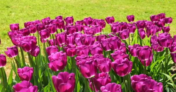 春の公園の緑の芝生に紫色のチューリップが咲きます — ストック動画