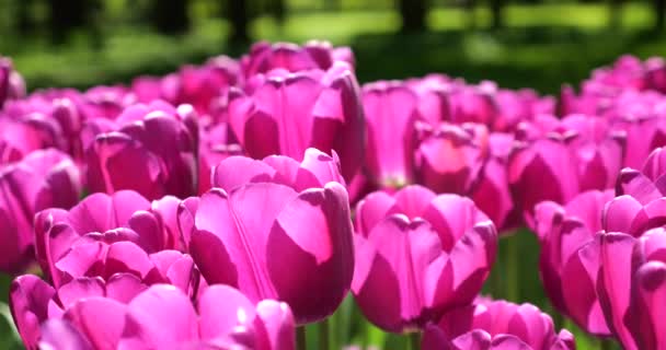 Tavaszi Park Zöld Gyepén Lila Tulipánok Nyílnak — Stock videók