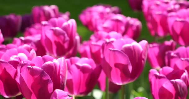 Фиолетовые Тюльпаны Цветут Зеленой Лужайке Весеннего Парка — стоковое видео