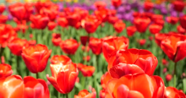Червоні Фіолетові Тюльпани Цвітуть Клумбі Весняному Парку — стокове відео