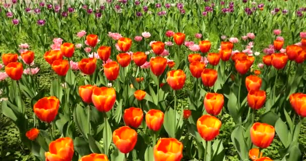 春天公园里的花坛 花坛上生长着五彩缤纷的郁金香 — 图库视频影像