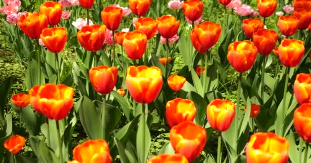 Żółto Czerwone Różowe Tulipany Kwitną Kwietniku Wiosennym Parku — Wideo stockowe
