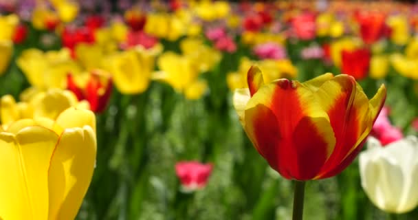 Желтые Красные Тюльпаны Цветут Клумбе Весеннем Парке — стоковое видео