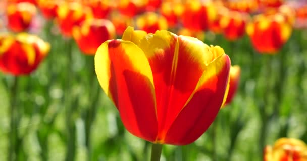 Sárga Vörös Tulipán Virágzik Egy Virágágyáson Egy Tavaszi Parkban — Stock videók