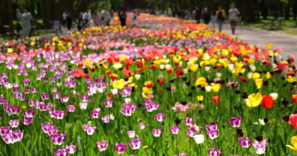 Tavaszi Park Központi Sikátora Többszínű Tulipánok Virágágyásaival Lila Fehér Sárga — Stock videók