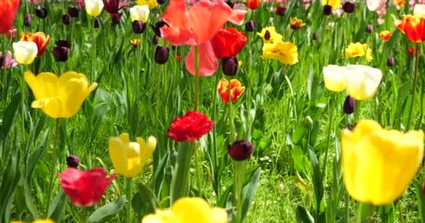 Ein Blumenbeet Aus Bunten Hellen Tulpen Einem Frühlingspark — Stockvideo