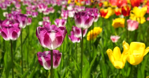 Lila Fehér Sárga Piros Tulipán Virágzik Egy Tavaszi Parkban — Stock videók