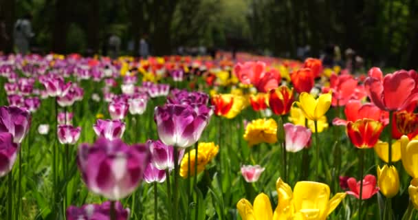 Центральна Алея Весняного Парку Клумбами Різнокольорових Тюльпанів Фіолетовий Білий Жовтий — стокове відео