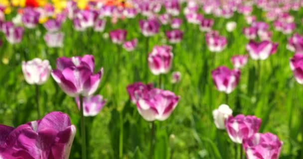 Des Tulipes Pourpres Blanches Jaunes Rouges Fleurissent Sur Lit Fleurs — Video