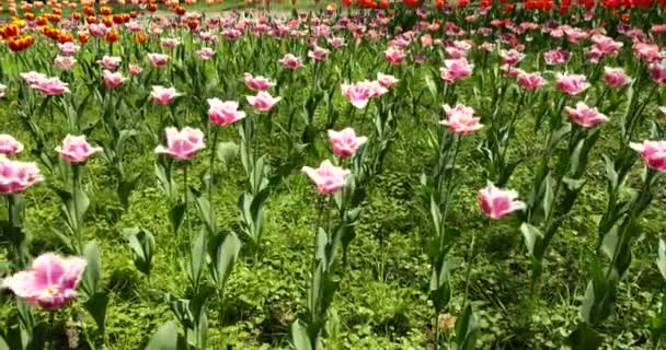 Een Bloem Bed Van Veelkleurige Lichtende Tulpen Een Voorjaar Park — Stockvideo