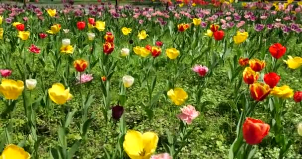Lit Fleurs Tulipes Lumineuses Multicolores Dans Parc Printemps — Video