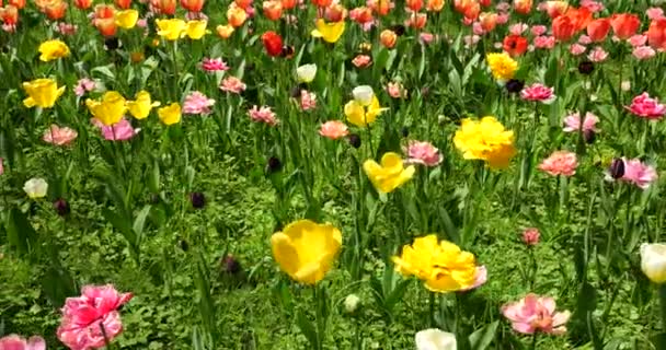 Цветочное Ложе Разноцветных Ярких Тюльпанов Весеннем Парке — стоковое видео