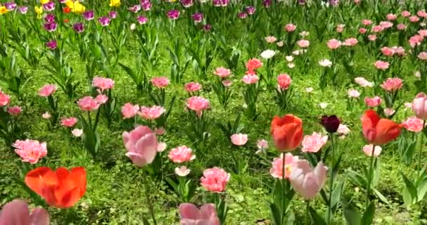 Ein Blumenbeet Aus Bunten Hellen Tulpen Einem Frühlingspark — Stockvideo
