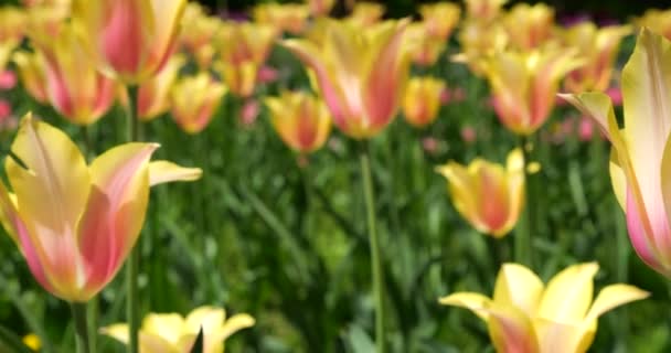 Bloemenbed Van Geel Roze Tulpen Het Voorjaarspark — Stockvideo