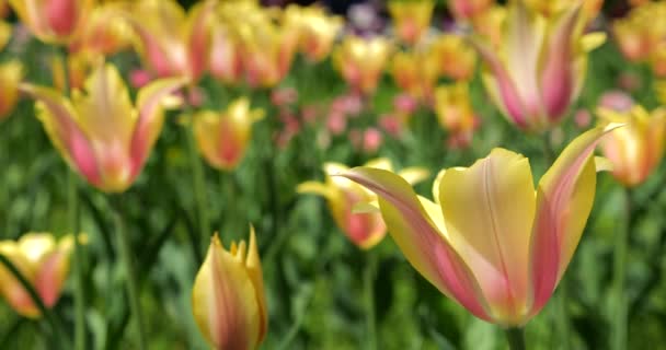 Λουλούδι Κρεβάτι Από Κίτρινες Ροζ Τουλίπες Στο Πάρκο Άνοιξη — Αρχείο Βίντεο