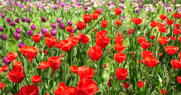春天公园里的花坛 花坛上生长着五彩缤纷的郁金香 — 图库视频影像