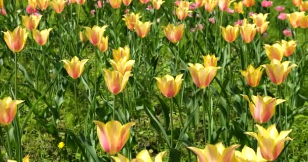 Blumenbeet Aus Gelb Rosa Und Rosa Tulpen Frühlingspark — Stockvideo