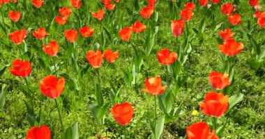 Parlak kırmızı-turuncu lalelerden oluşan çiçek tarhı.