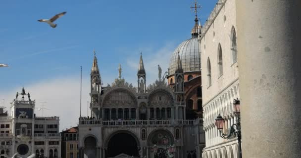 Martılar San Marco Meydanı Üzerinde Uçar San Marco Bazilikası Manzarası — Stok video