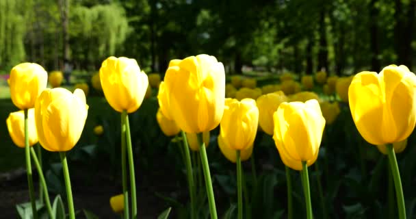 Gele Tulpen Bloeien Het Groene Gazon Van Het Voorjaarspark — Stockvideo