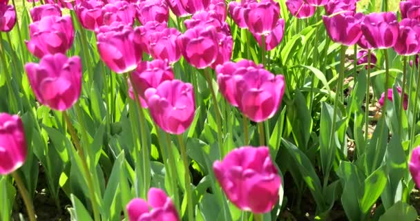 Paarse Tulpen Bloeien Het Groene Gazon Van Het Voorjaarspark — Stockvideo