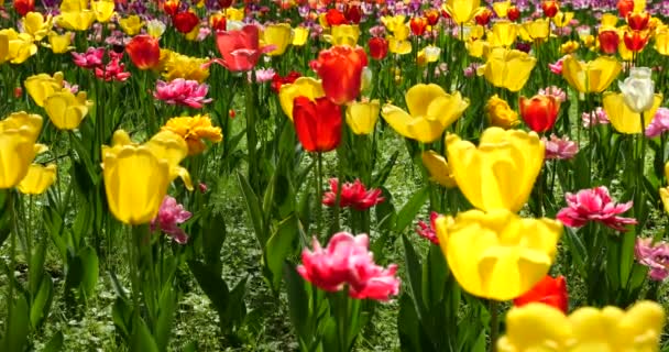 Tulipani Gialli Arancioni Rosa Fioriscono Nel Parco Primaverile — Video Stock