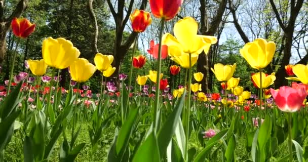一片片五彩缤纷的郁金香在春天的公园里 在高大树木的衬托下绽放 — 图库视频影像