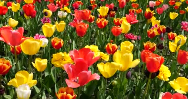 Glade Van Kleurrijke Tulpen Bloeien Het Voorjaarspark — Stockvideo