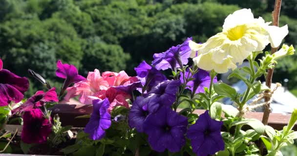 Balkong Låda Med Flerfärgade Petunior Och Petunia Grandiflora Mot Bakgrund — Stockvideo