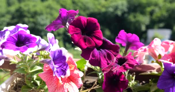 Petunias Multicolores Petunia Grandiflora Contra Telón Fondo Bosque Verde Día — Vídeos de Stock