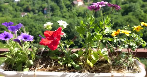 Beyaz Verbenalı Balkon Kutusu Mine Veya Verveine Osteospermum Papatya Veya — Stok video