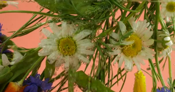 Αγροτεμάχιο Αγριολούλουδα Καλοκαίρι Υποβρύχια Φυσαλίδες Αέρα Χαμομήλι Άνθη Καλαμποκιού Κίτρινη — Αρχείο Βίντεο
