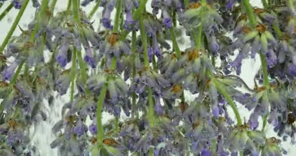 Lavendelbloemen Onder Water Luchtbellen — Stockvideo