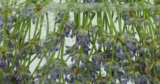 Lavendelblüten Unter Wasser Luftblasen — Stockvideo