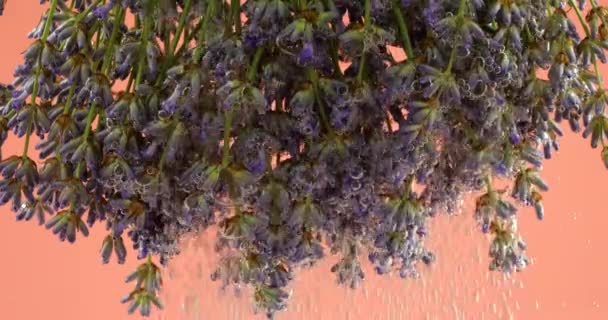 Levandulové Květiny Pod Vodou Vzduchových Bublinách Růžovém Pozadí — Stock video