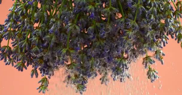 Levendula Virágok Víz Alatt Légbuborékokban Rózsaszín Alapon — Stock videók