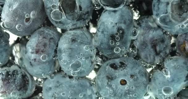 공기중의 블루베리입니다 Vaccinium Uliginosum — 비디오